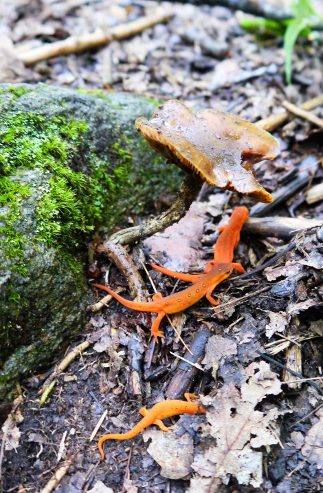 massachuetts apalachian trail, salamanders, restartexperiment.com